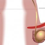 Plus gros accessoire pour la dame